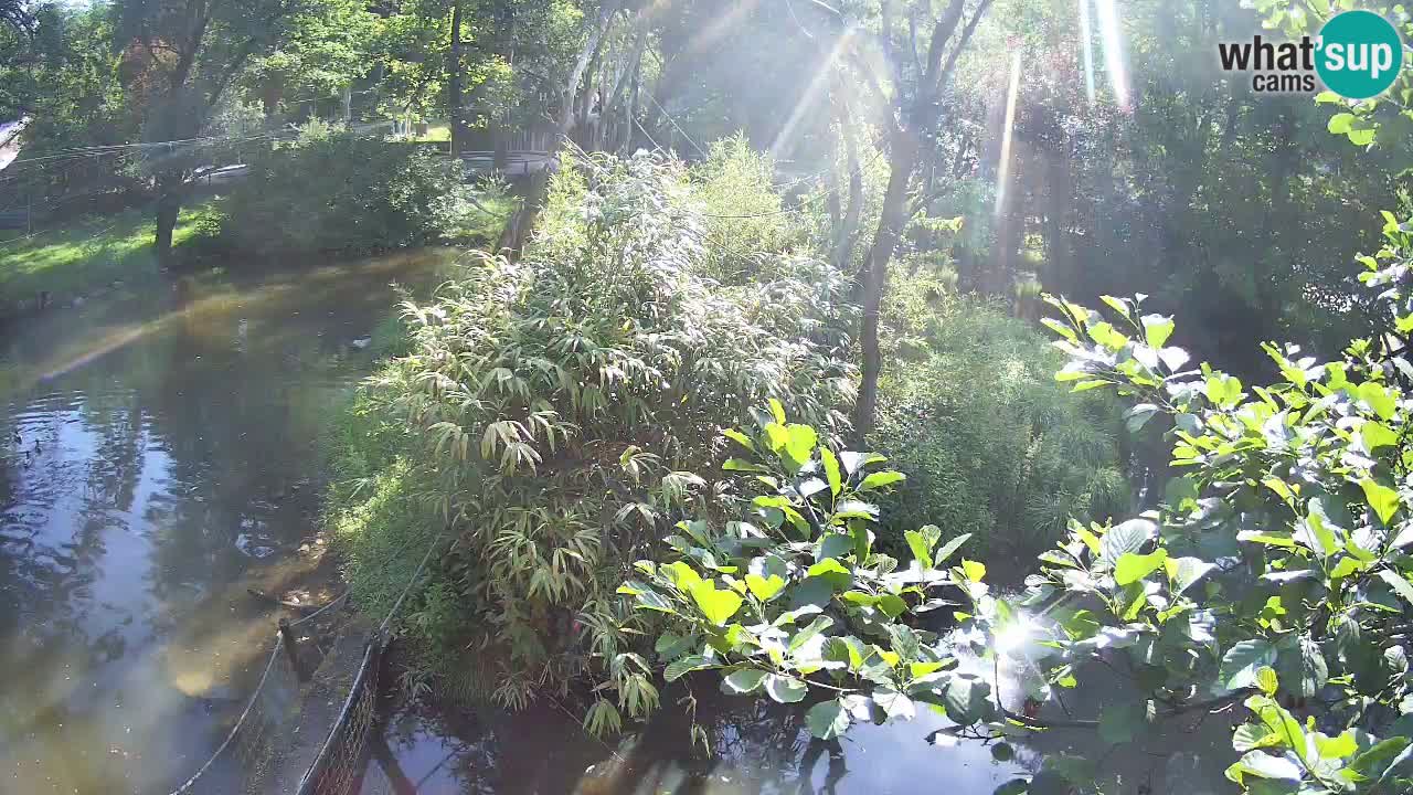 Gibbon à joues jaunes Zoo Ljubljana live cam
