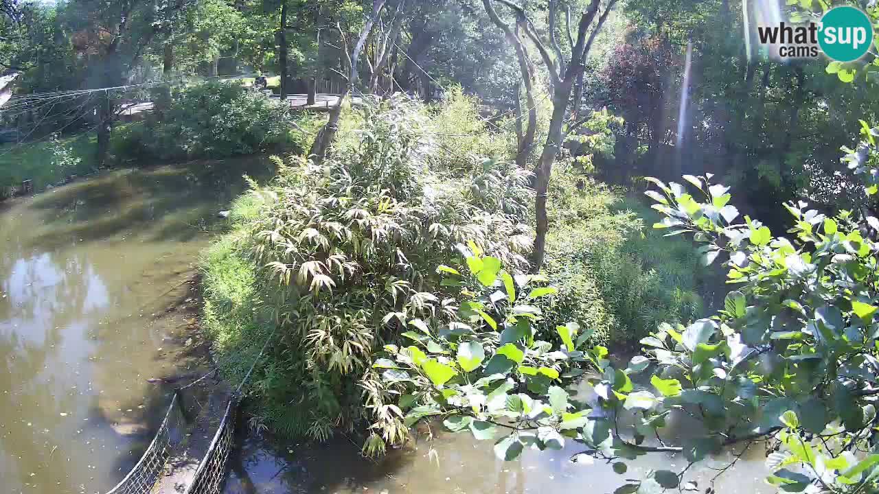 Gibon – Nomascus gabriellae – Zoo Ljubljana web kamera