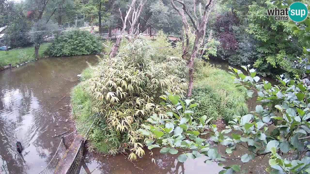 Gibon – Nomascus gabriellae – Zoo Ljubljana web kamera