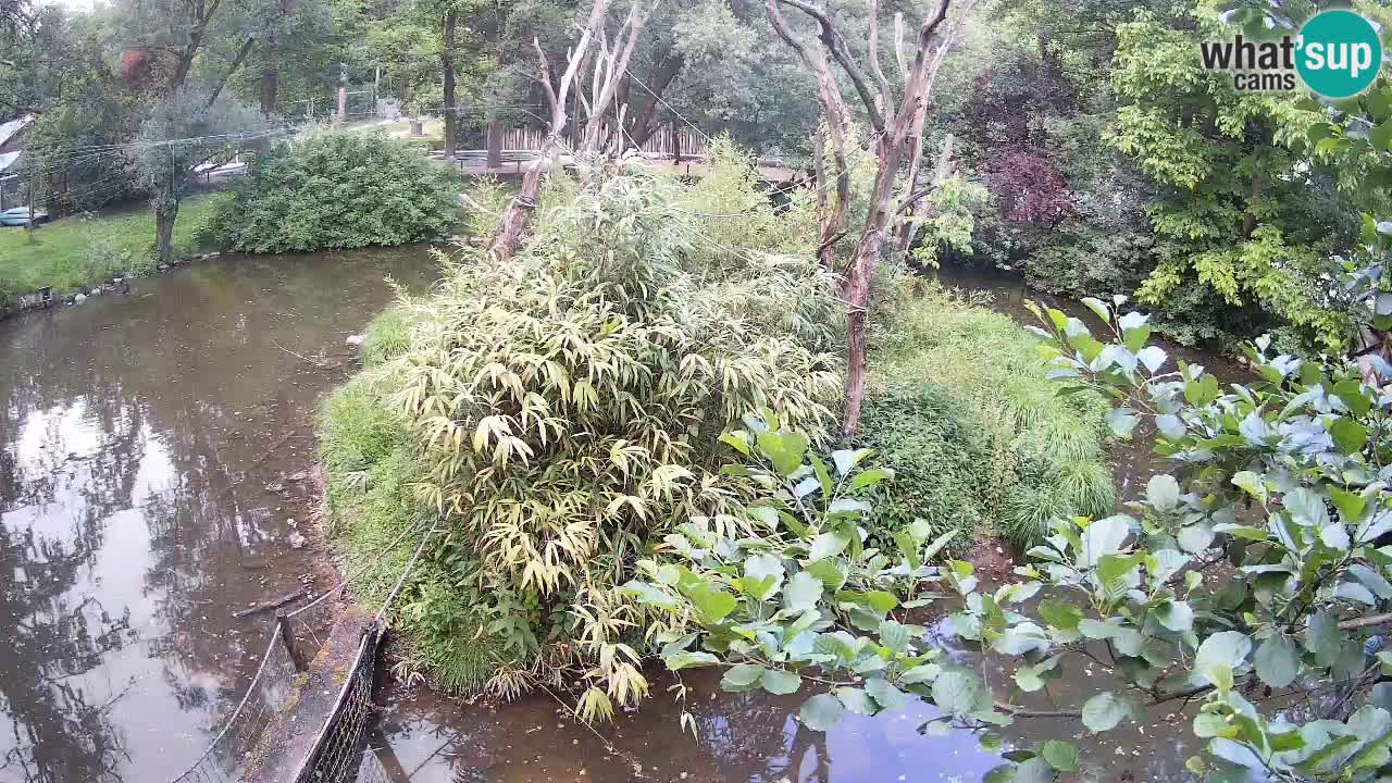 Gibon – Nomascus gabriellae – Zoo Ljubljana web kamera