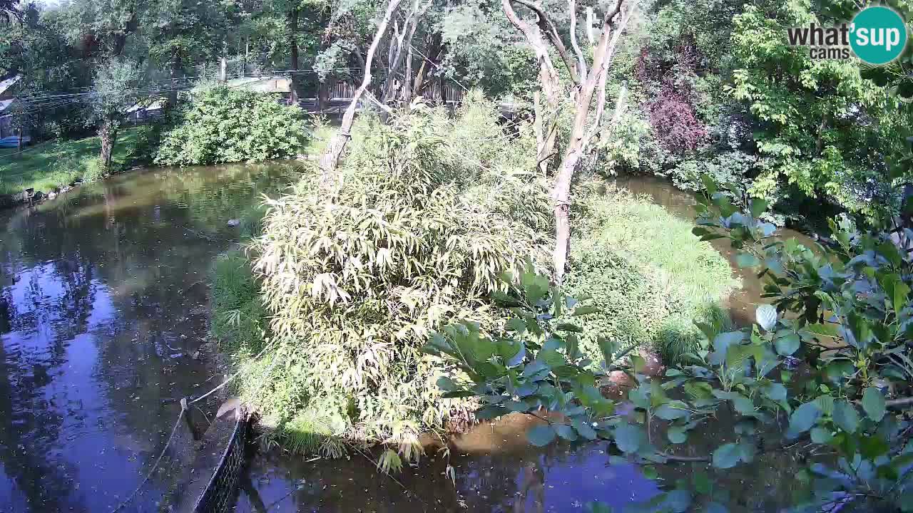 Gibbone dalle guance rosa nello ZOO di Ljubljana