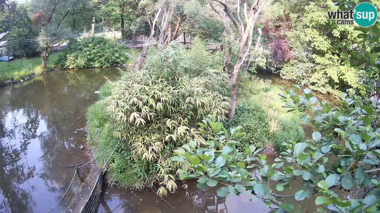 Südlicher Gelbwangen-Schopfgibbon Zoo Ljubljana webcam