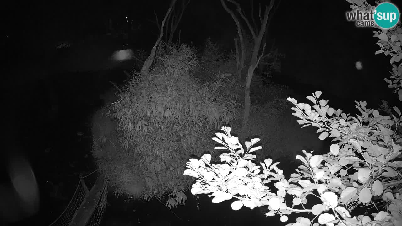 Südlicher Gelbwangen-Schopfgibbon Zoo Ljubljana webcam