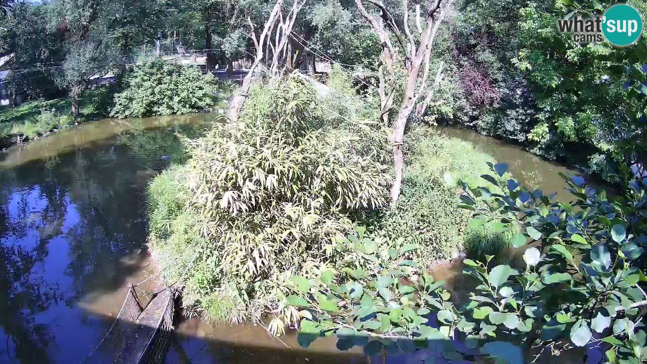 Yellow-cheeked gibbon Zoo Ljubljana livecam