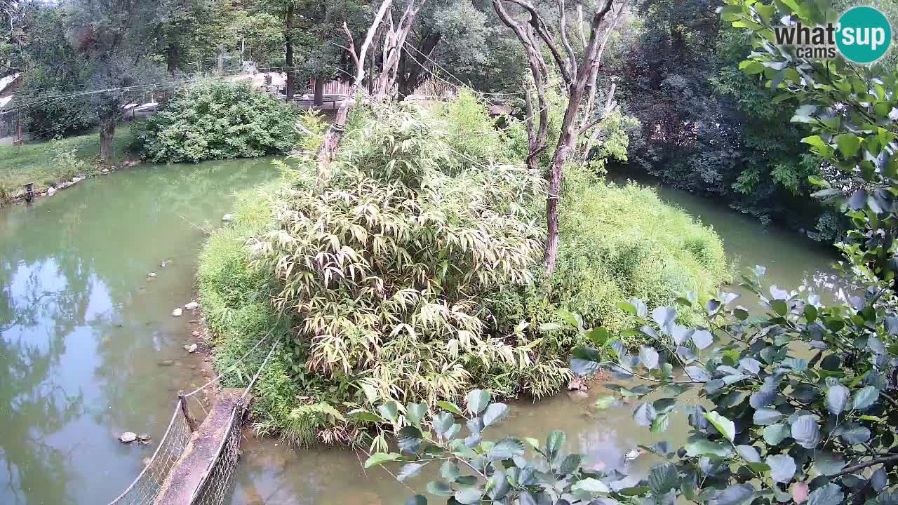 Yellow-cheeked gibbon Zoo Ljubljana livecam