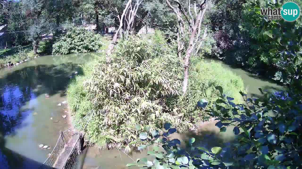 Yellow-cheeked gibbon Zoo Ljubljana livecam