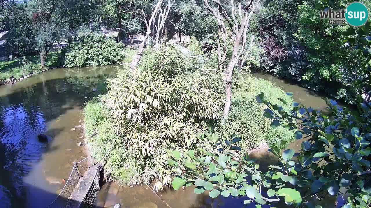 Yellow-cheeked gibbon Zoo Ljubljana livecam