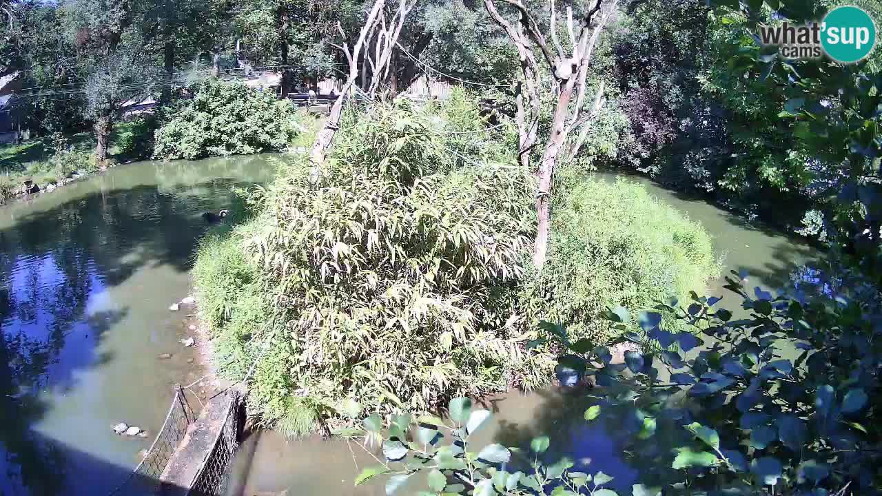 Yellow-cheeked gibbon Zoo Ljubljana livecam