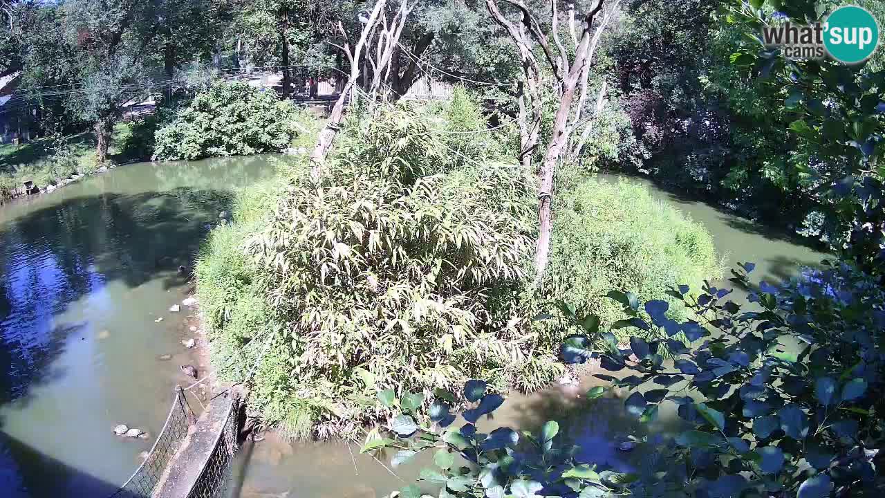 Südlicher Gelbwangen-Schopfgibbon Zoo Ljubljana webcam