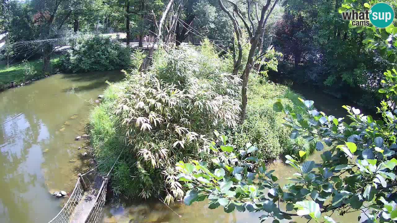 Yellow-cheeked gibbon Zoo Ljubljana livecam