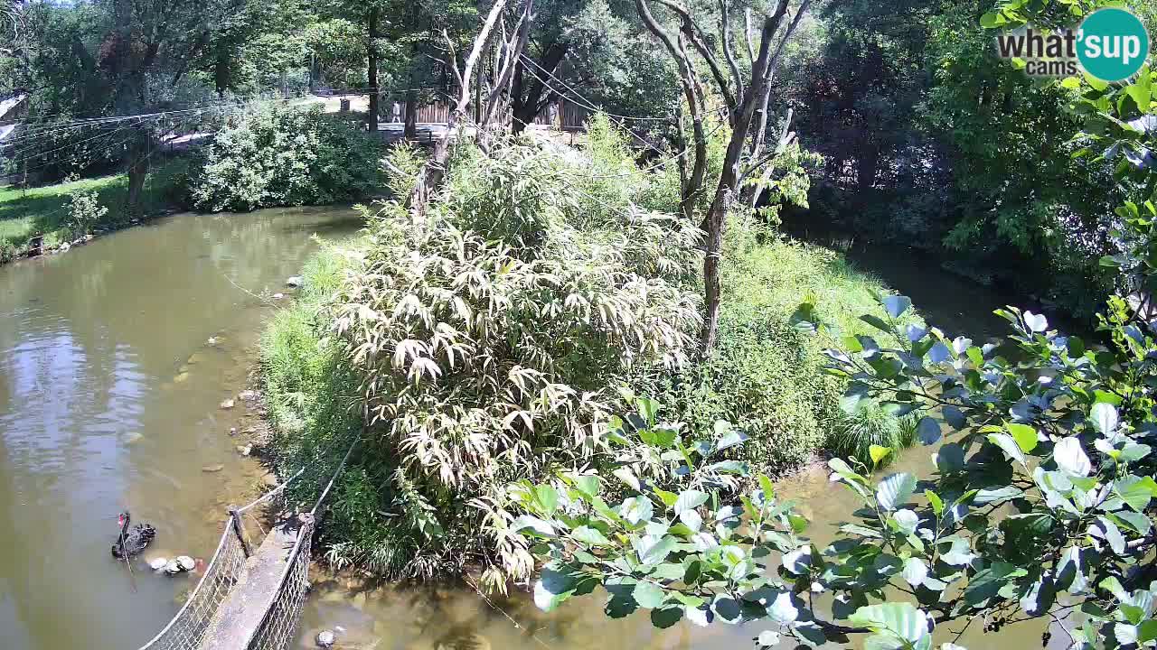 Yellow-cheeked gibbon Zoo Ljubljana livecam