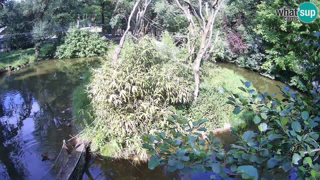 Yellow-cheeked gibbon Zoo Ljubljana livecam