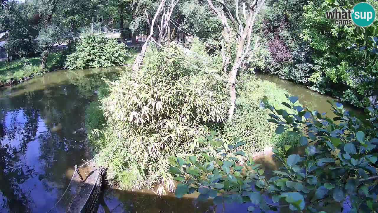 Yellow-cheeked gibbon Zoo Ljubljana livecam