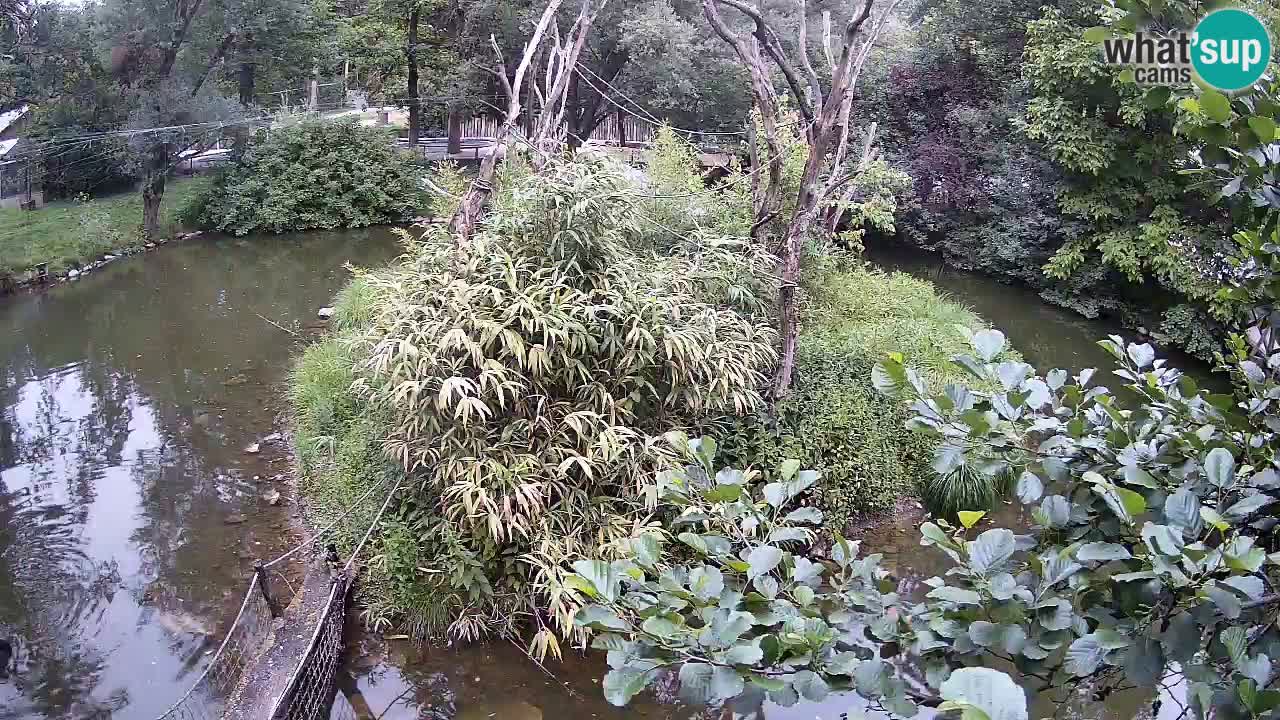 Südlicher Gelbwangen-Schopfgibbon Zoo Ljubljana webcam