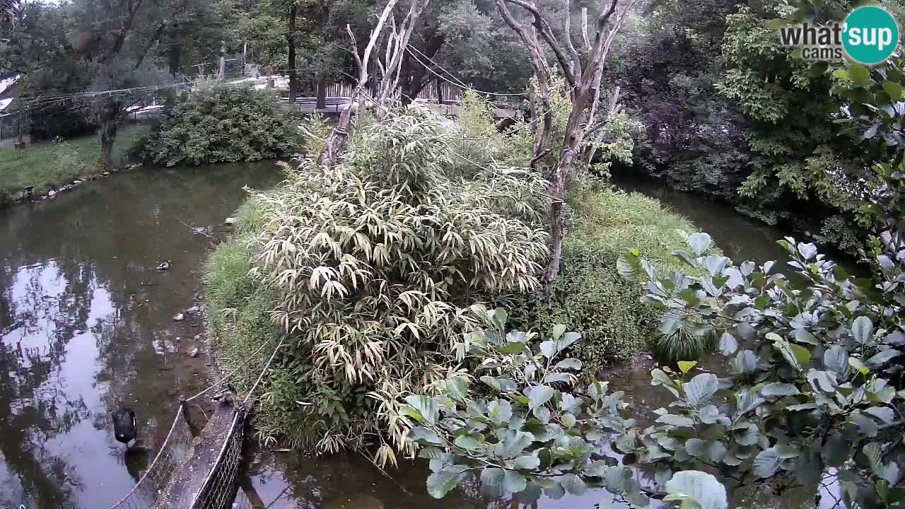 Yellow-cheeked gibbon Zoo Ljubljana livecam