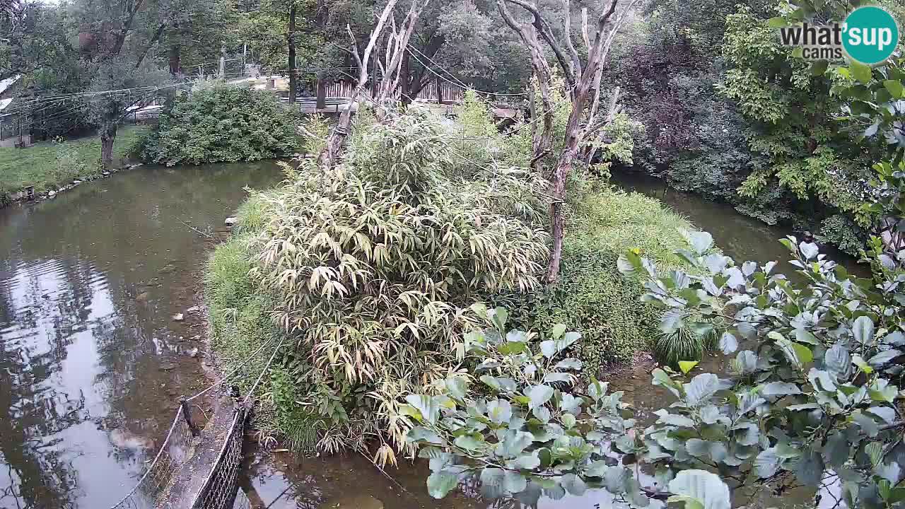 Gibon – Nomascus gabriellae – Zoo Ljubljana web kamera
