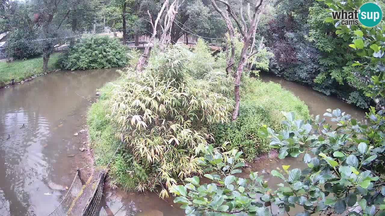 Südlicher Gelbwangen-Schopfgibbon Zoo Ljubljana webcam