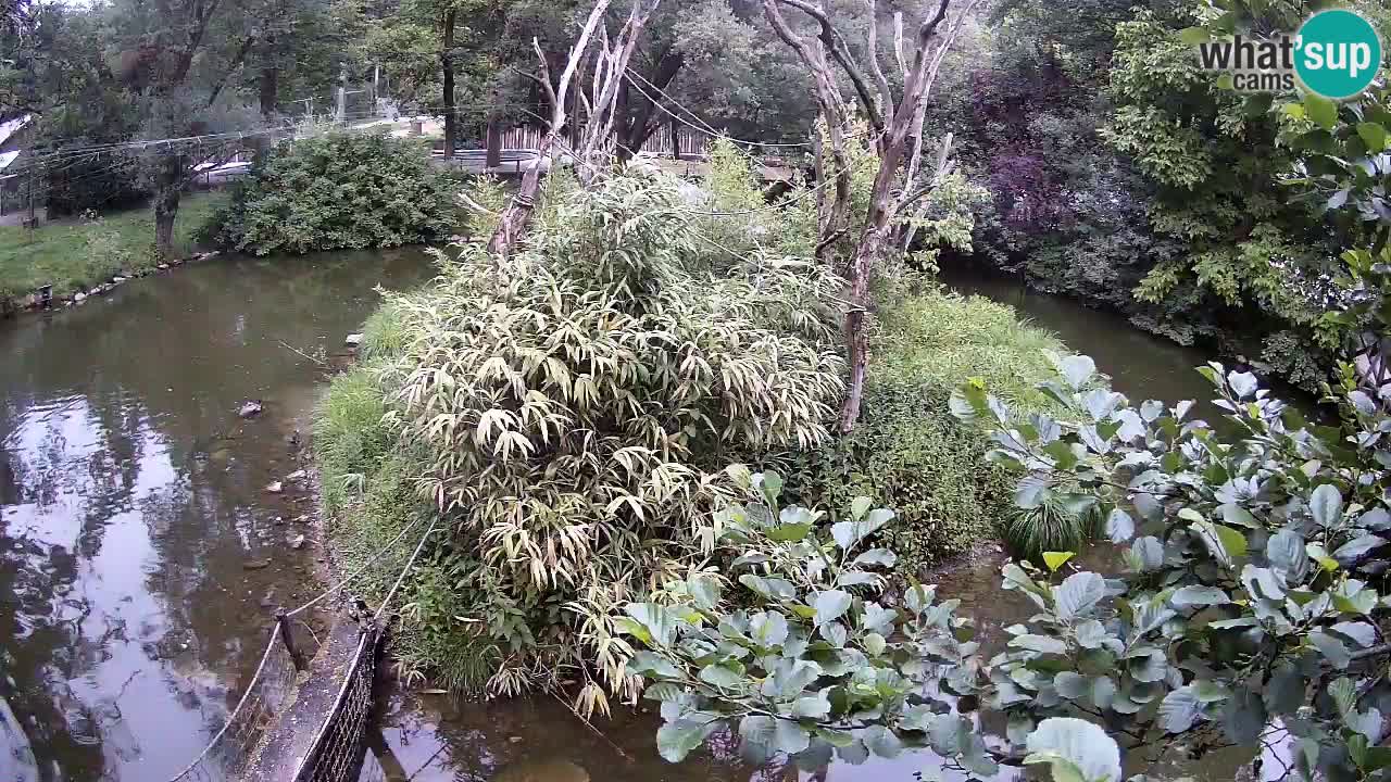 Südlicher Gelbwangen-Schopfgibbon Zoo Ljubljana webcam