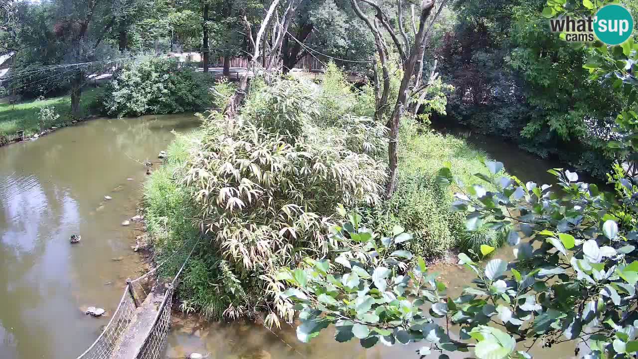 Südlicher Gelbwangen-Schopfgibbon Zoo Ljubljana webcam