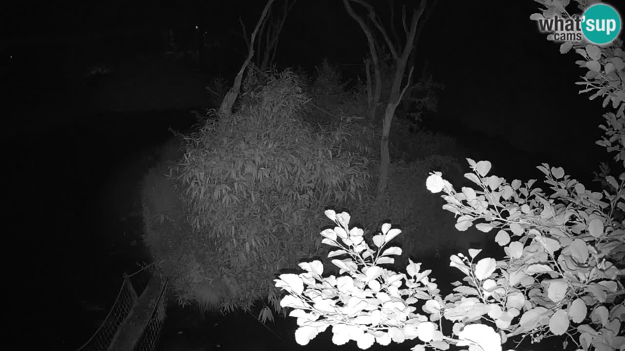 Yellow-cheeked gibbon Zoo Ljubljana livecam