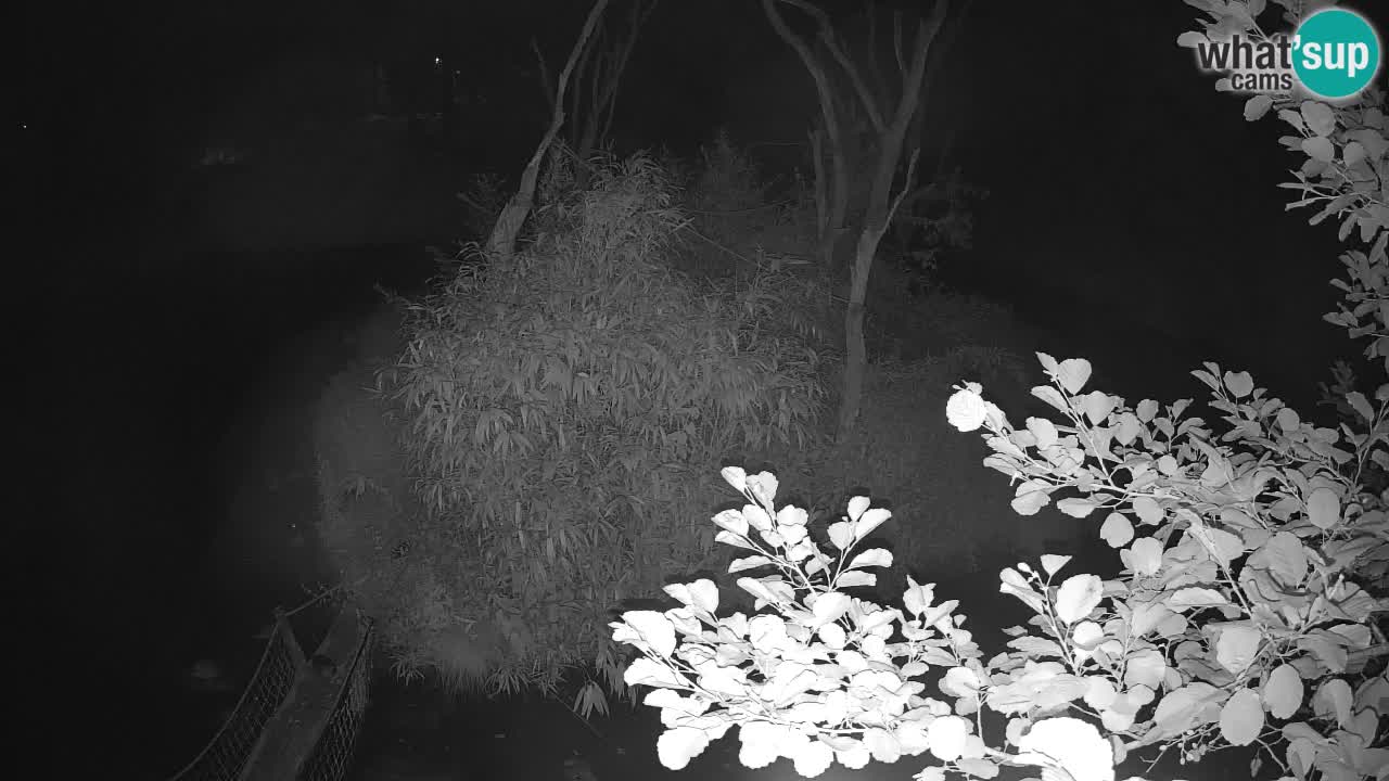 Südlicher Gelbwangen-Schopfgibbon Zoo Ljubljana webcam