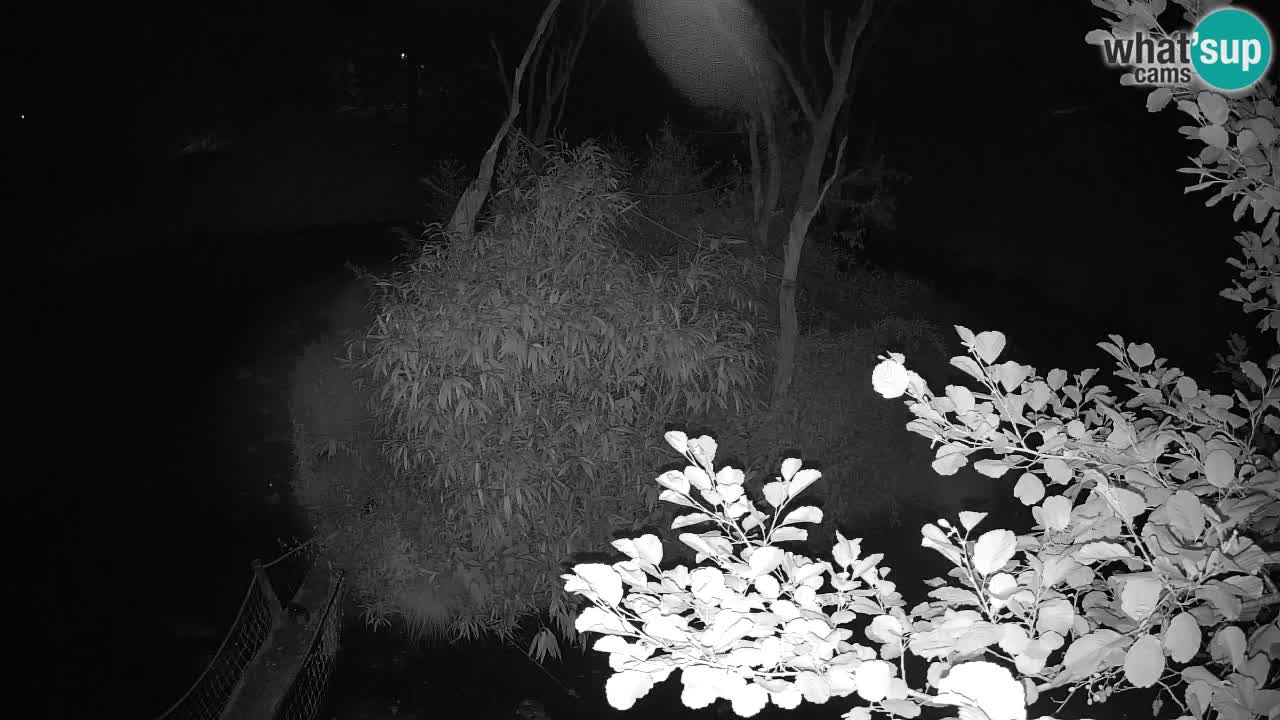Südlicher Gelbwangen-Schopfgibbon Zoo Ljubljana webcam