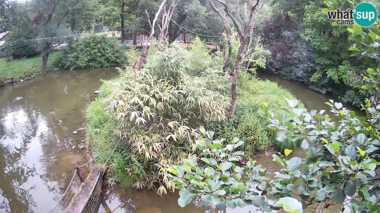 Südlicher Gelbwangen-Schopfgibbon Zoo Ljubljana webcam