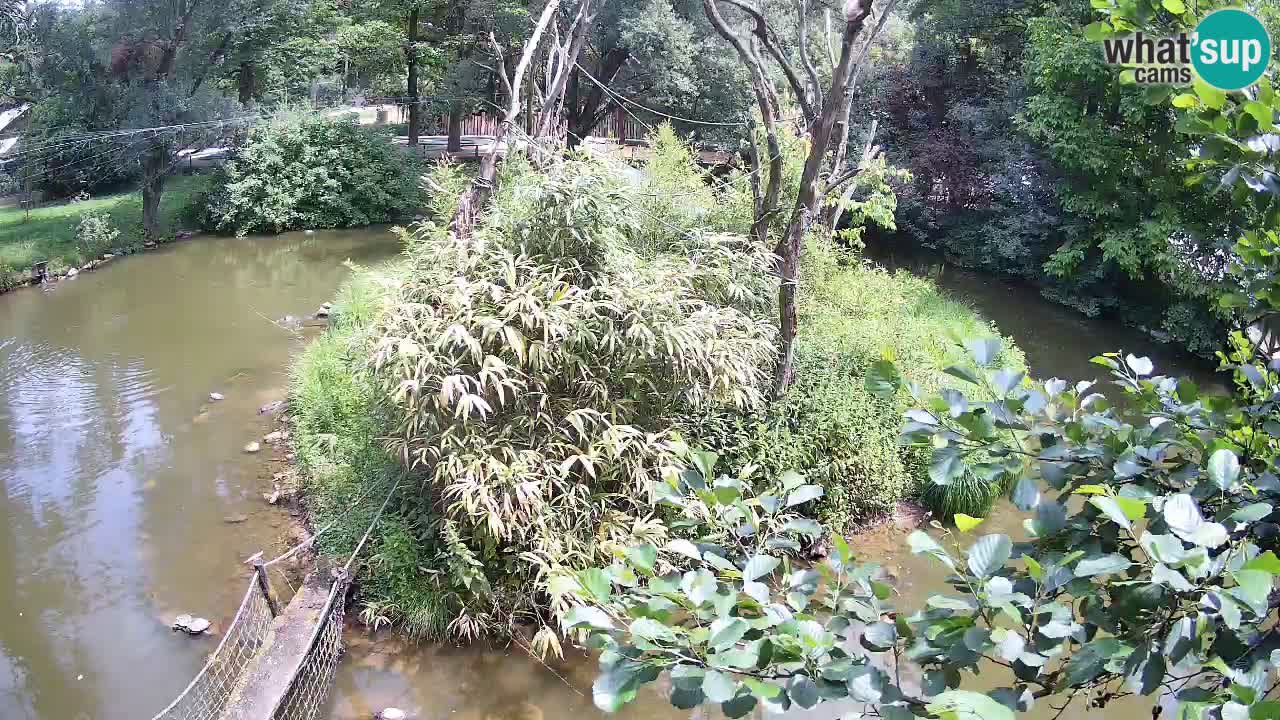 Gibbon à joues jaunes Zoo Ljubljana live cam