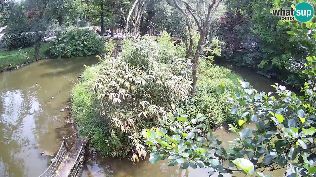 Südlicher Gelbwangen-Schopfgibbon Zoo Ljubljana webcam