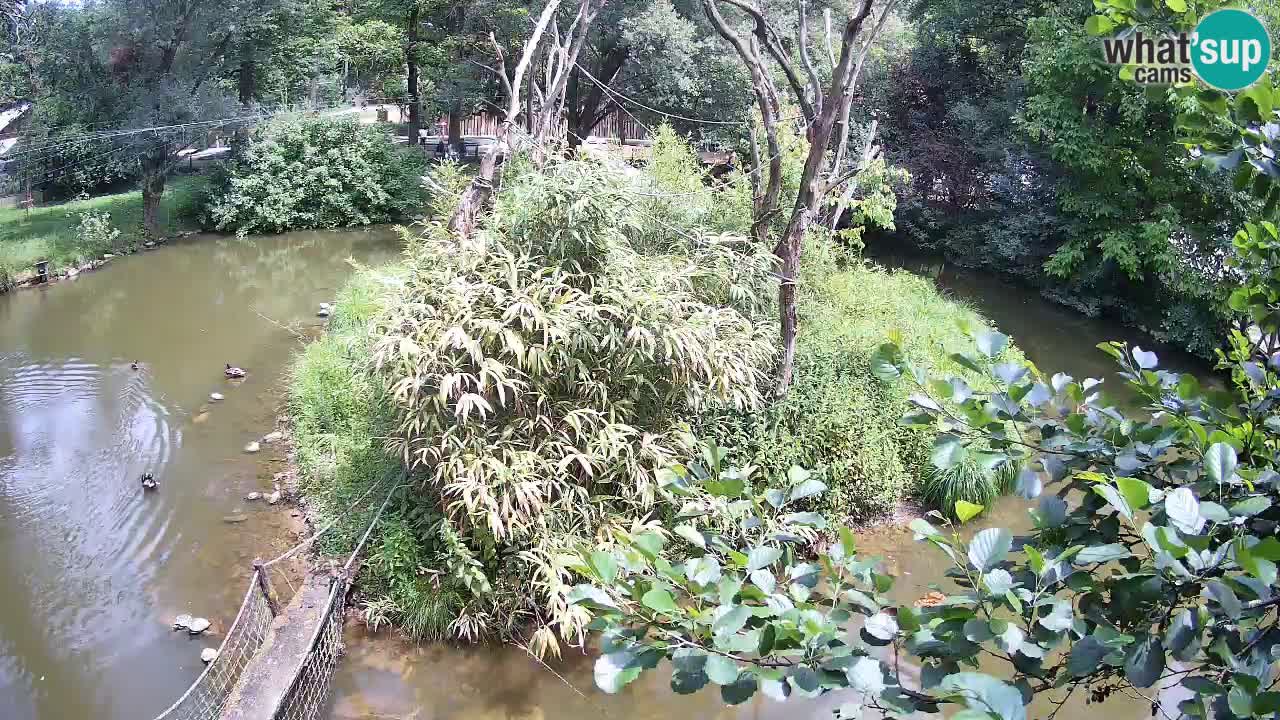 Südlicher Gelbwangen-Schopfgibbon Zoo Ljubljana webcam