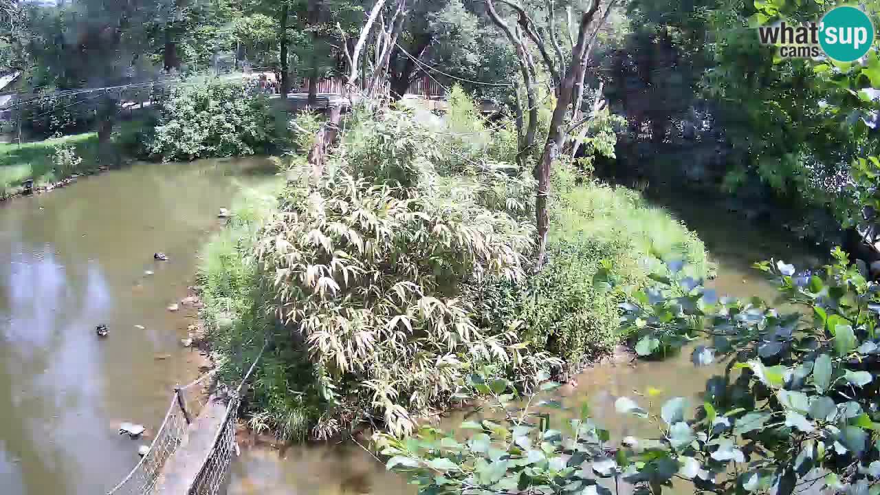 Gibbon à joues jaunes Zoo Ljubljana live cam