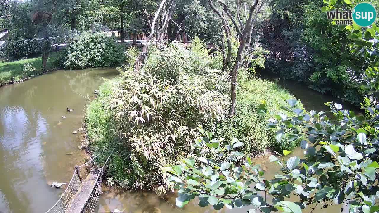 Südlicher Gelbwangen-Schopfgibbon Zoo Ljubljana webcam
