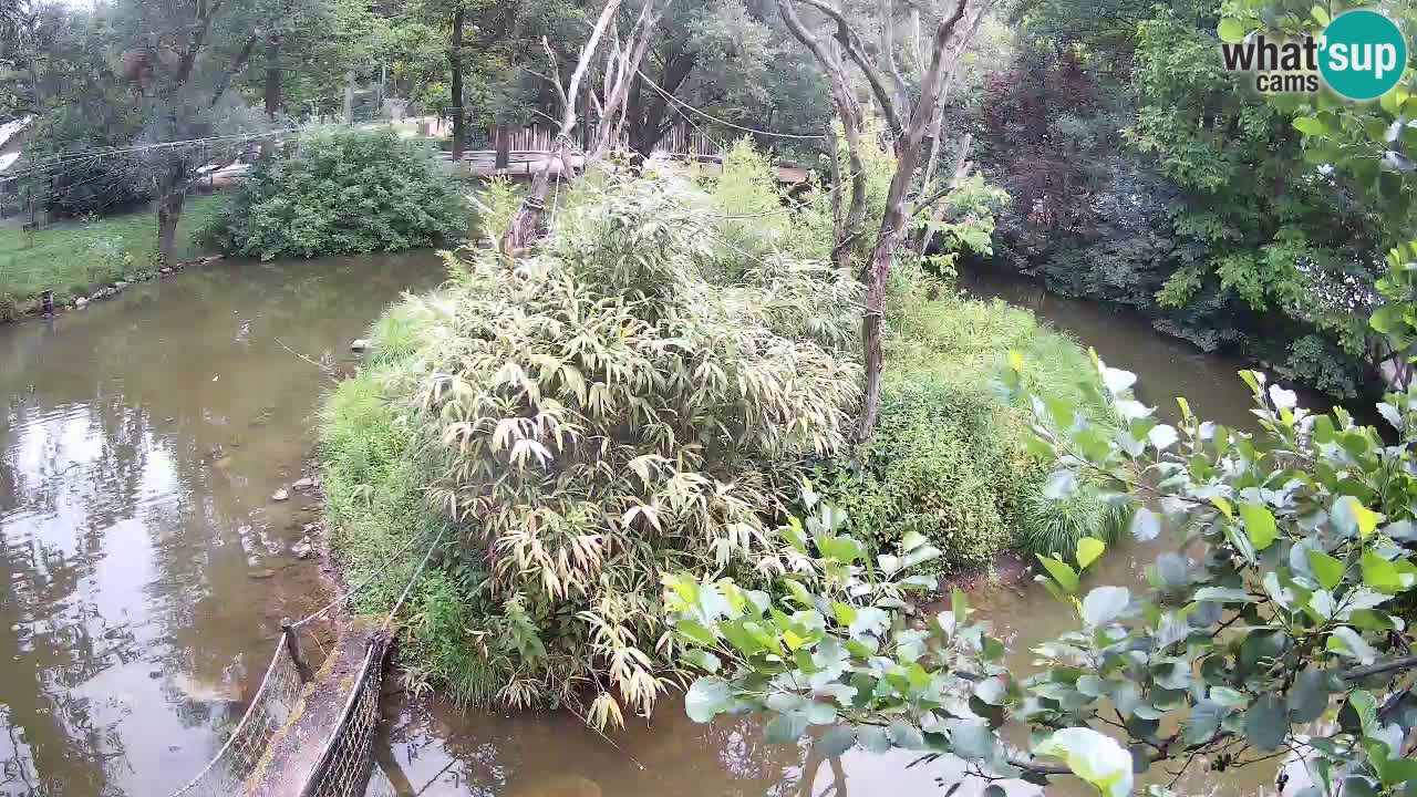 Gibbon à joues jaunes Zoo Ljubljana live cam