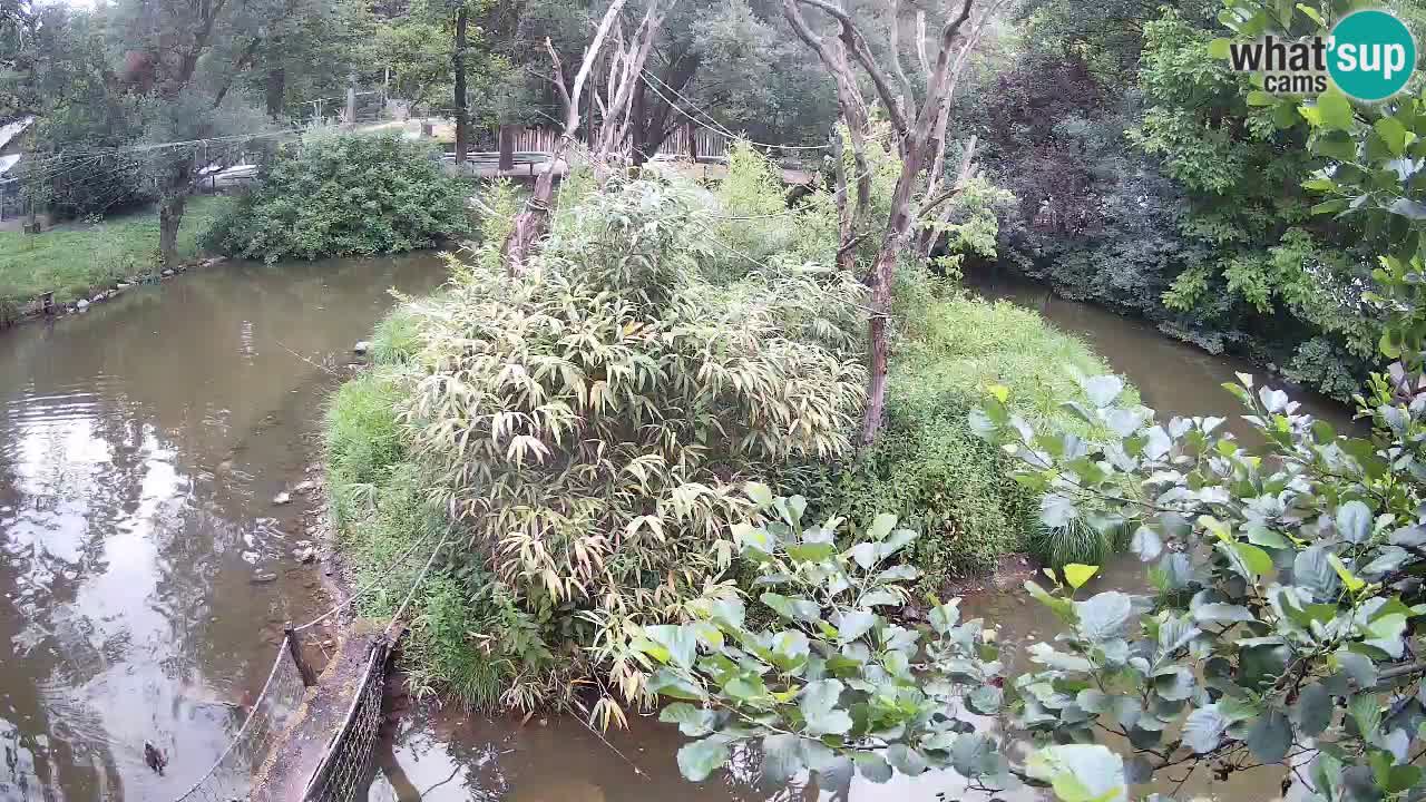 Gibbon à joues jaunes Zoo Ljubljana live cam