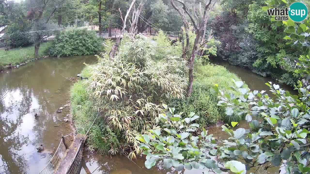 Gibbon à joues jaunes Zoo Ljubljana live cam