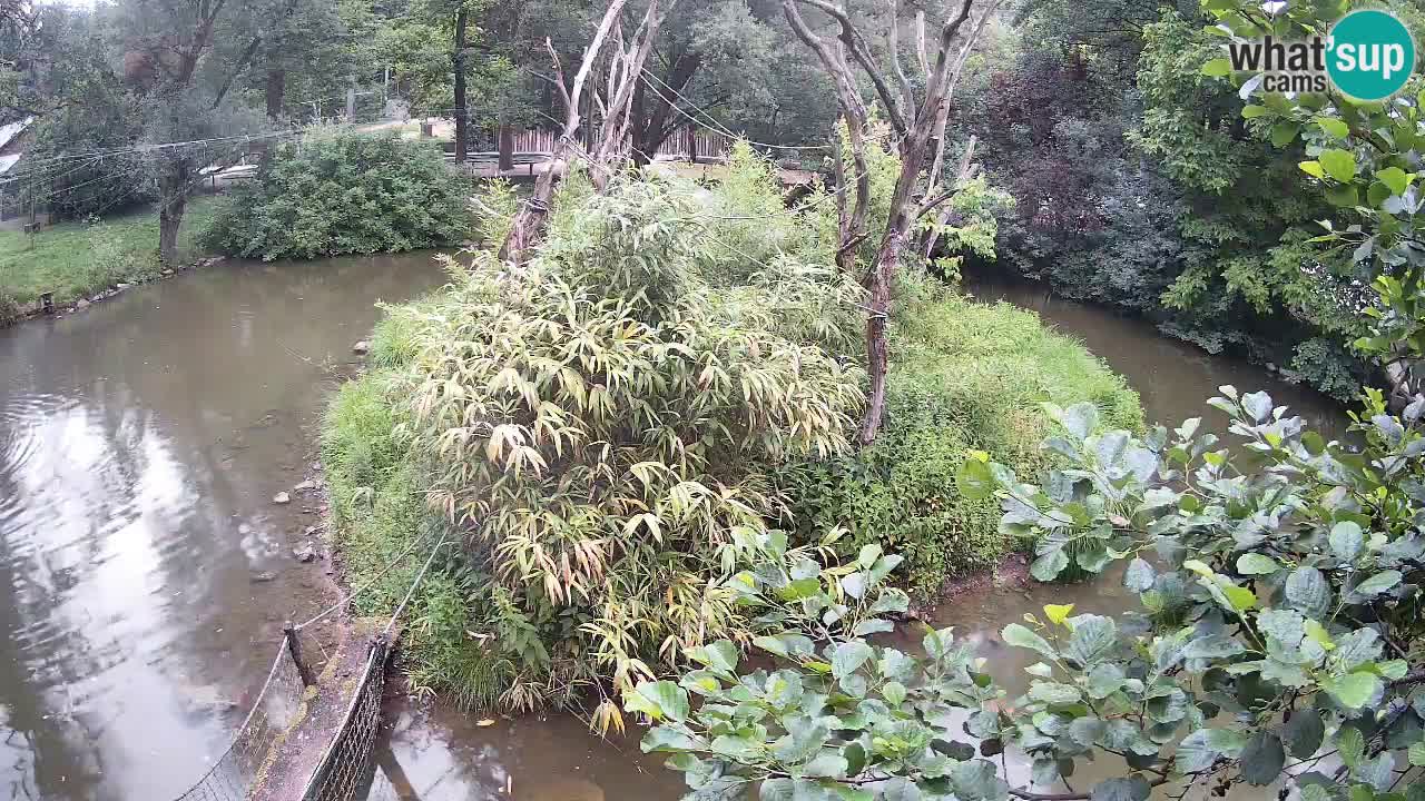 Gibbon à joues jaunes Zoo Ljubljana live cam