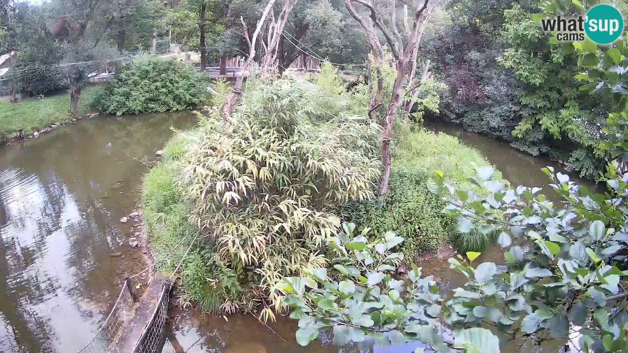Gibbon à joues jaunes Zoo Ljubljana live cam