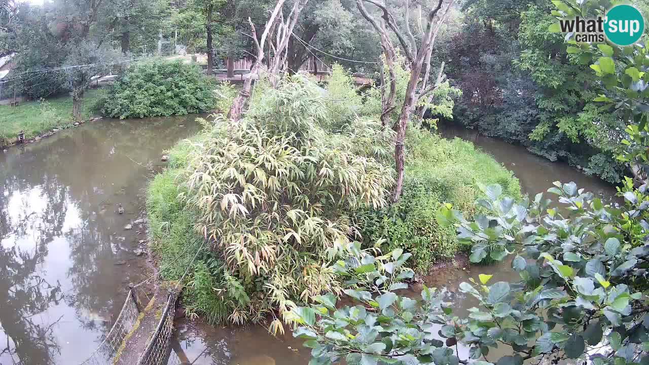 Südlicher Gelbwangen-Schopfgibbon Zoo Ljubljana webcam