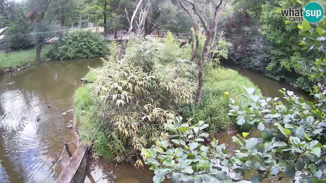 Südlicher Gelbwangen-Schopfgibbon Zoo Ljubljana webcam