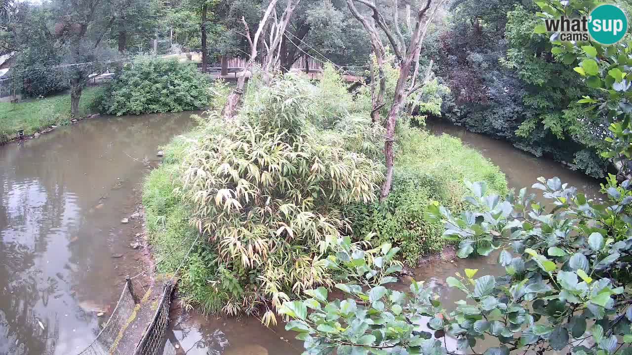 Südlicher Gelbwangen-Schopfgibbon Zoo Ljubljana webcam