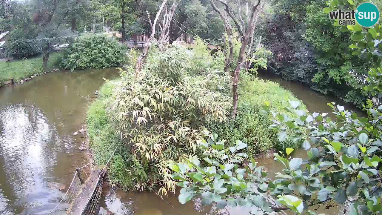 Gibon – Nomascus gabriellae – Zoo Ljubljana web kamera