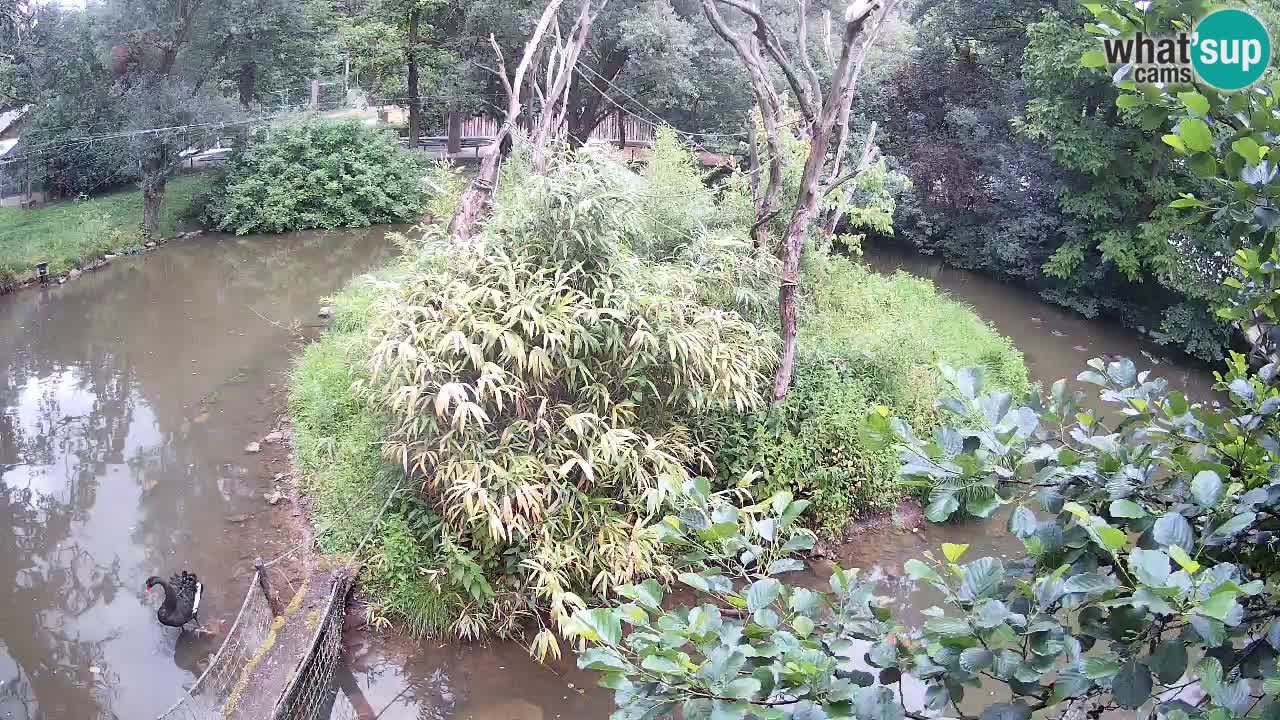 Südlicher Gelbwangen-Schopfgibbon Zoo Ljubljana webcam