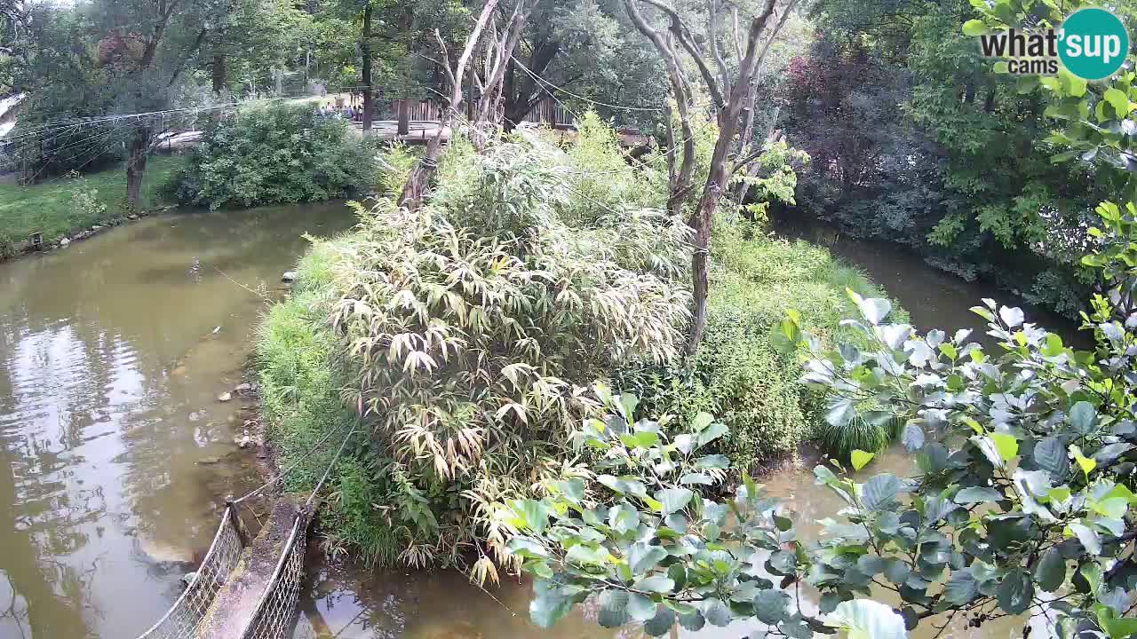 Gibbon à joues jaunes Zoo Ljubljana live cam