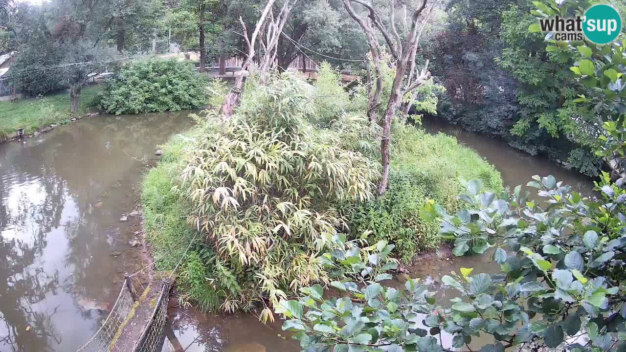 Gibbon à joues jaunes Zoo Ljubljana live cam