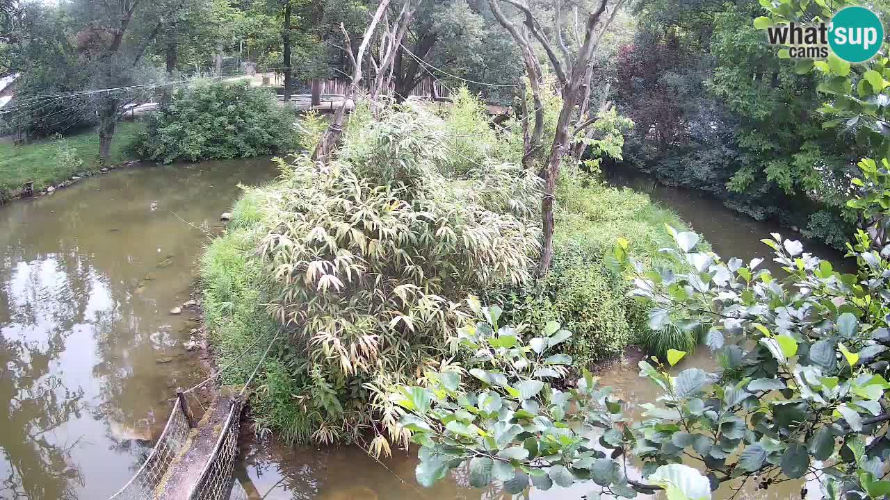 Gibbon à joues jaunes Zoo Ljubljana live cam