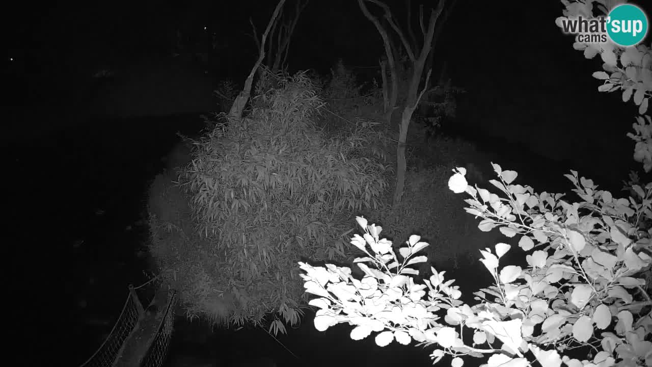 Yellow-cheeked gibbon Zoo Ljubljana livecam