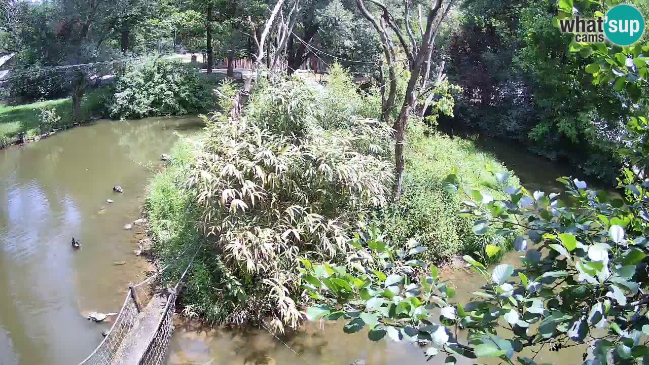 Gibbon à joues jaunes Zoo Ljubljana live cam
