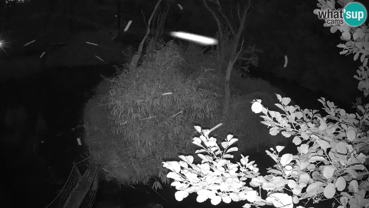 Gibbon à joues jaunes Zoo Ljubljana live cam