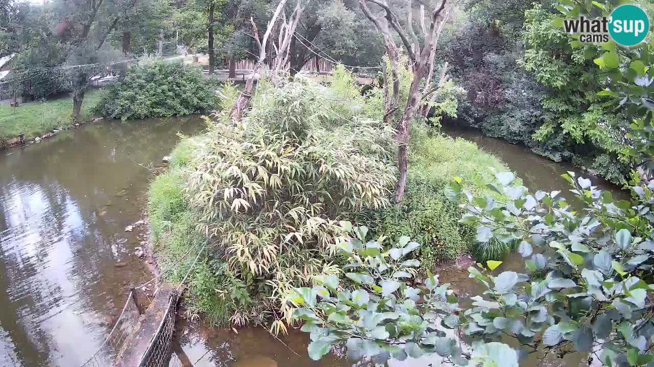 Südlicher Gelbwangen-Schopfgibbon Zoo Ljubljana webcam