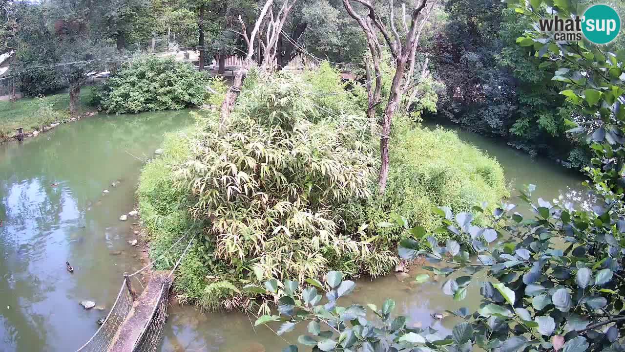Südlicher Gelbwangen-Schopfgibbon Zoo Ljubljana webcam